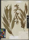 Foto von Salix alba L. x Salix fragilis L.